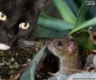 Γάτα και το ποντίκι